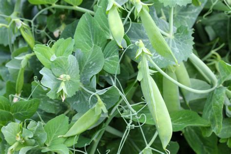 The soil temperature should be at least 40°f (4°c) degrees and ideally under 80°f (27°c) degrees. How To Grow Sugar Snap Peas & Snow Peas - The Perfect ...