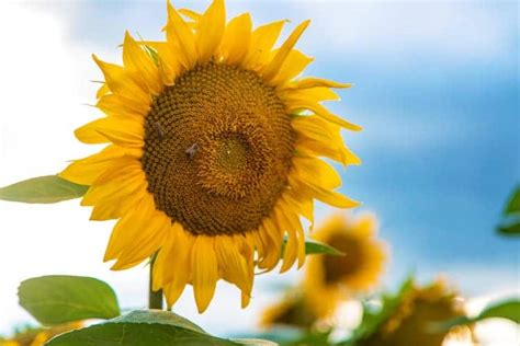How To Grow Sunflowers In Pots Best Varieties Planting Guide And Care