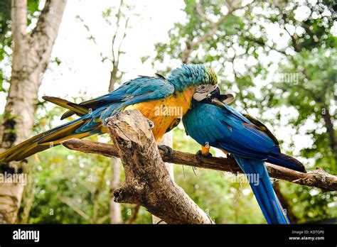 Multi Colored Macaw Parrot Bird Stock Photo Alamy