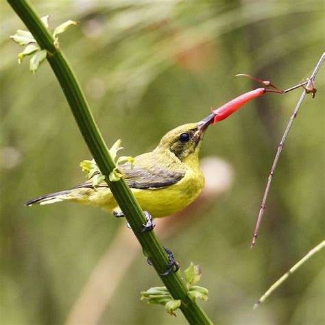 The under parts of both male and female are bright yellow and the backs are a dull brown colour. Olive-backed sunbird(Female) 黄腹花蜜鸟 - 雌性 | Olive-backed ...