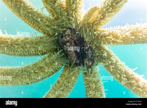 Eleven Armed Starfish Sea Star Coscinasterias Calamaria Eating A Stock