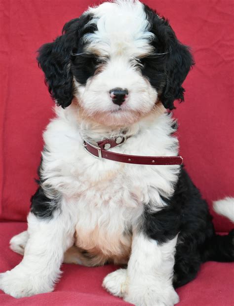 Bernedoodle Breeders In Ohio References Puppies Site