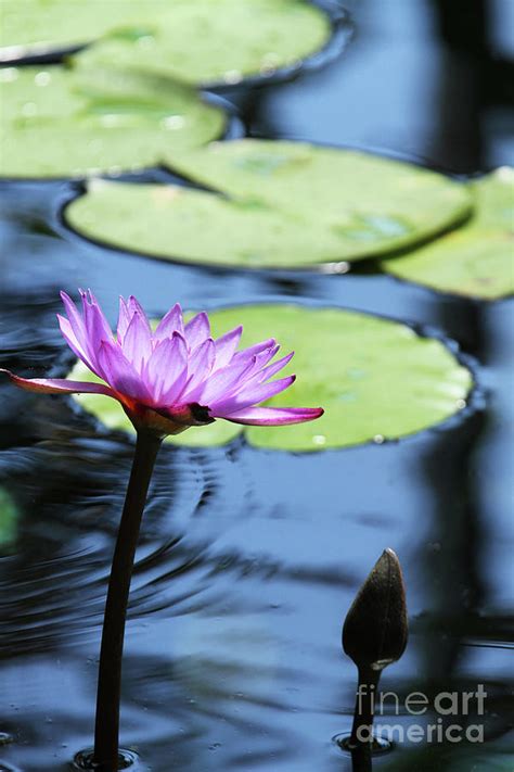 Lavender Water Lily 2 Photograph By Judy Whitton