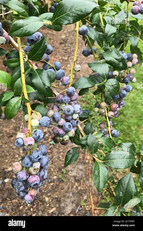Blue Berries Tree At New Zealand Blueberries Are Perennial Flowering