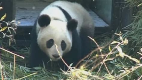 Cute Giant Panda Gains Weight After Released Into The Wild Youtube