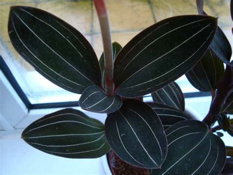 They are almost black until you shine a strong light on them to reveal pale veins and pinstripes crisscrossing the deep green landscape. Jewel Orchid (Ludisia discolor) Guide | Our House Plants