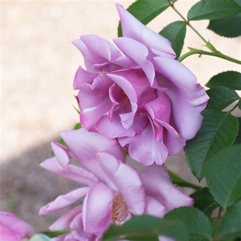 Rose Blueberry Hill バラ ブルーベリー ヒル Amazing Flowers Violet Flower