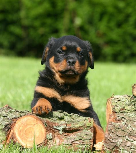 Plus la résolution est élevée, plus le son est définit, car chaque 'mot' ou échantillon est plus précis. Rottweiler : 15 photos d'un chien qu'on juge un peu trop vite