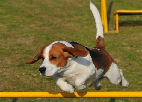 Can A Beagle Climb A Fence And How To Keep Them From Escaping Acratetime
