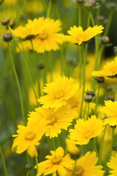 Good for indoor forcing ( 8 ). 18 Best Summer Flowers - Beautiful Flowers That Bloom All ...
