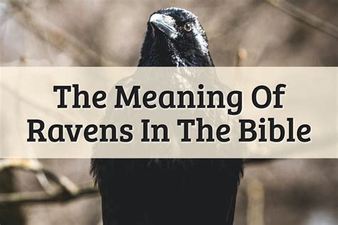 Raven Meaning In The Bible Symbol Of Good And Evil 2023