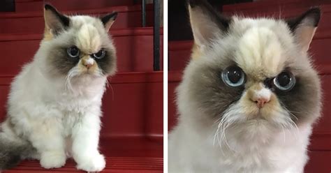 Meet Meow Meow The Angry Internet Cat That Looks Like Grumpy Cat