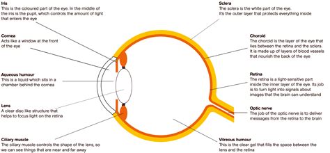 The Eyes Sightsavers Body Anatomy Eyes Parts Of The Eye