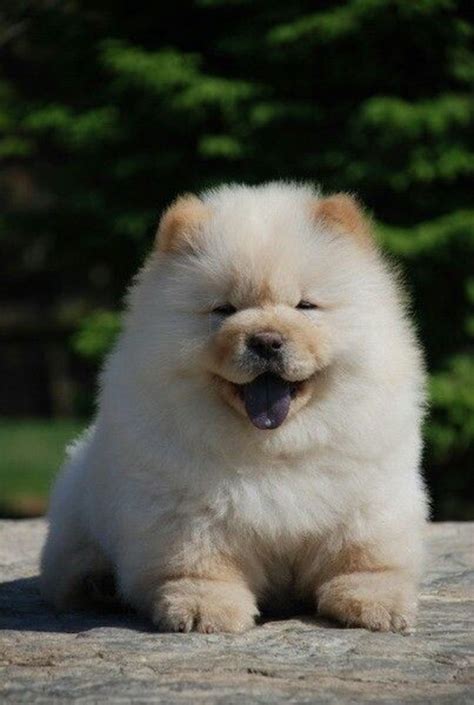 Fluffy Dogs Fluffy Animals Animals And Pets Perros Chow Chow Chow