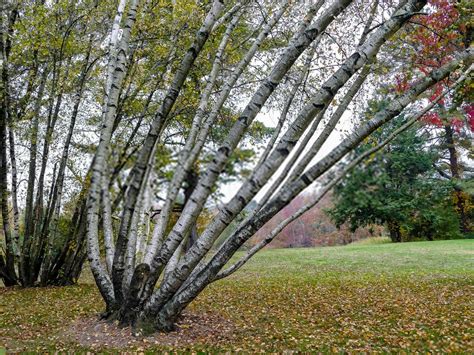 16  Types Of Birch Trees (Leaves, Bark, Flowers) - Identification, Meaning