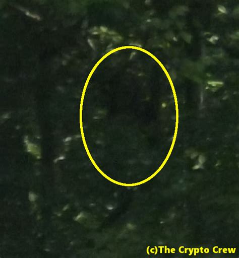 Possible Bigfoot Picture ~ The Crypto Crew