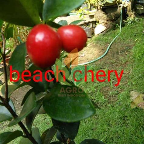 Jual Bibit Beach Cherry Asal Biji Agro Bibit ID