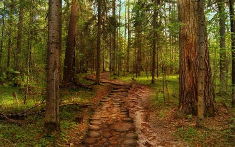 Landscapes Forest Hdr Woods Trunks Path Trail Wallpapers Hd