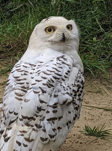 Fritton Owl Sanctuary Visit East Of England