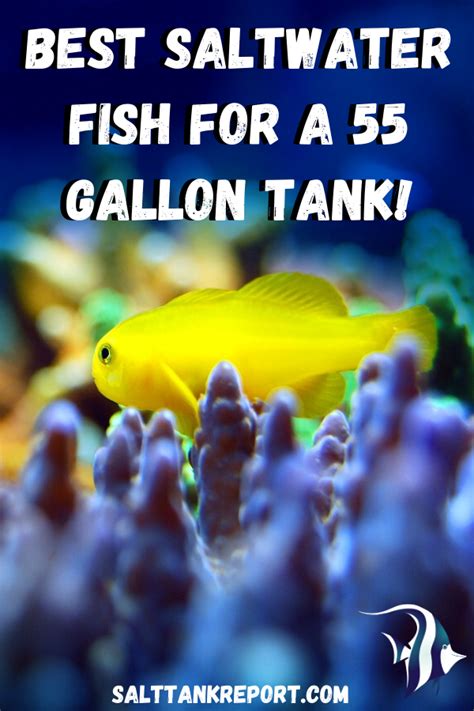 Best Saltwater Fish For A 55 Gallon Tank! | Saltwater fish tanks