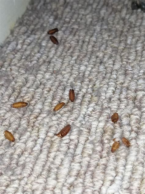 Help Are These Bed Bug Casings Bedbugs