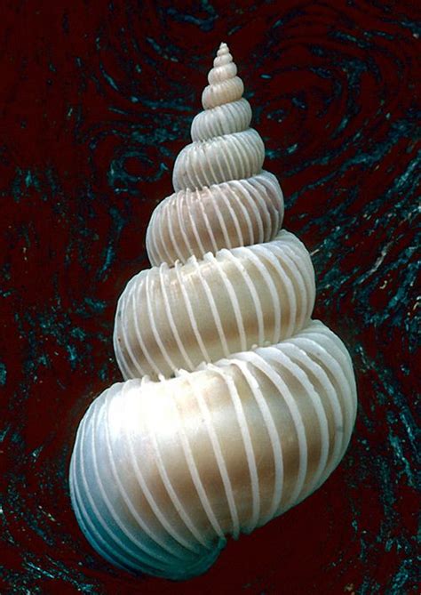 25 Beautiful Images Of Seashells The Photo Argus Seashell