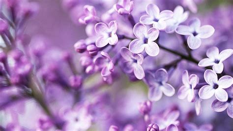 Lilac Backgrounds Wallpaper Cave