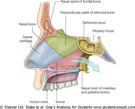 Refers to the septum that divides the nasal cavity into two equal sections. Respiratory System