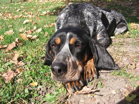 Search through thousands of dogs for sale and puppies for sale adverts near me in the usa and europe at animalssale.com. Everything about your Bluetick Coonhound - LUV My dogs