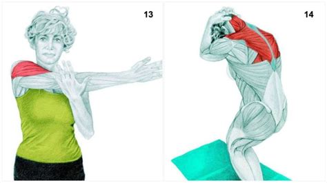 9 Neck Extension Stretch Muscles Highlighted Sternocleidomastoid “scm
