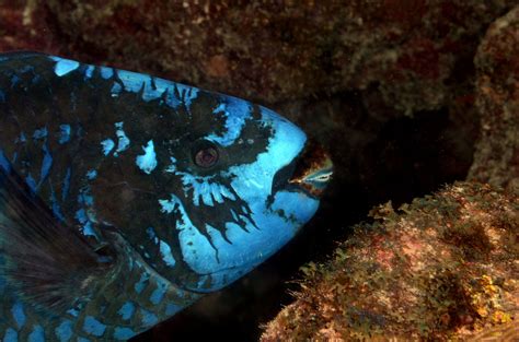 13adjdsc4921 Midnight Blue Parrotfish Fish Pet Weird And