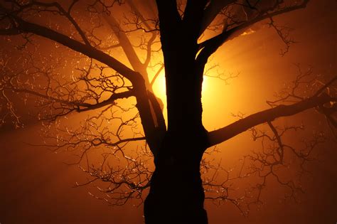 Tree In Fog At Night Free Stock Photo Public Domain Pictures