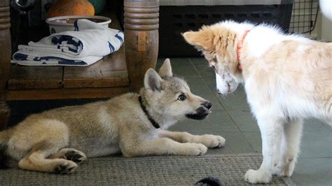 Baby Wolf And Border Collie Play Date Youtube
