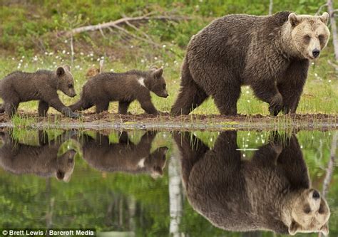 Cute And Cuddly Cubs Play Hide And Seek Daily Mail Online