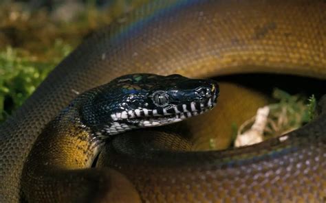 White Lipped Python Care Northern And Southern