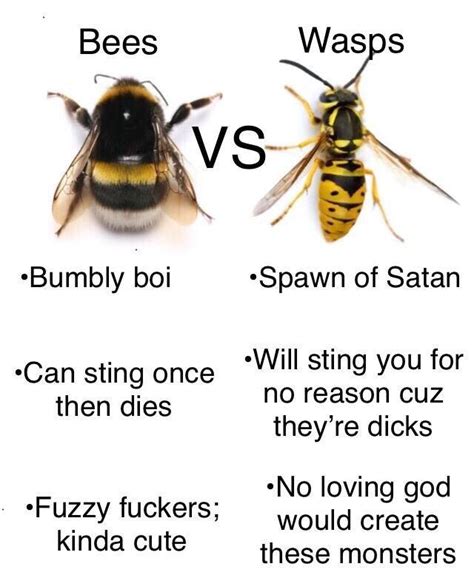 Bee Vs Wasp Vs Hornet Meme Mice