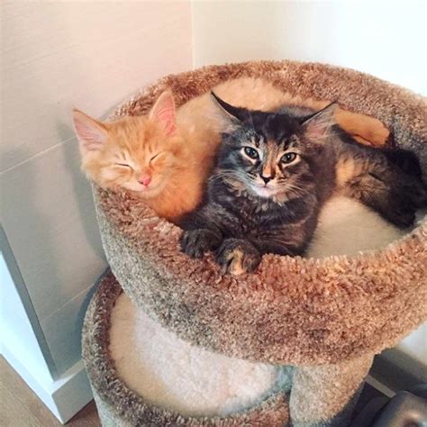 Cuddly Cat Siblings Out Grow Bed