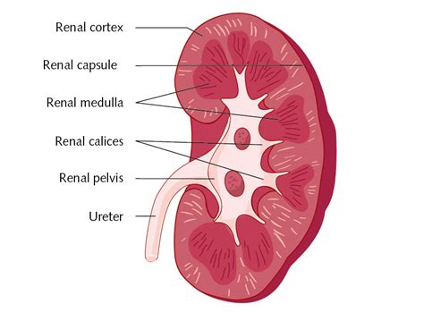 Human Renal Epithelial Cells Hrepc Promocell