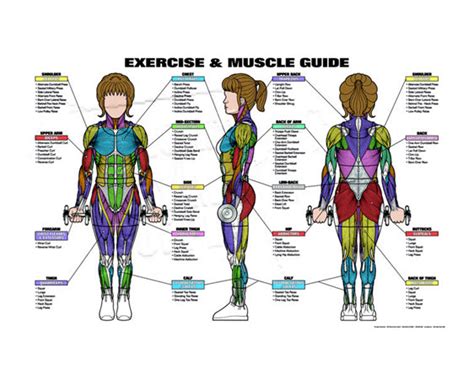 Free Printable Anatomy Charts Laminated Muscular System Female Images