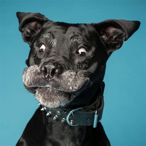 These Derpy Dog Portraits By Kevin Sarasom Reminds Us Why We Love Dogs