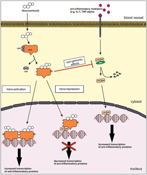 Glucocorticoids In Graves Orbitopathy Mechanisms Of Action And Clinical Application Jan