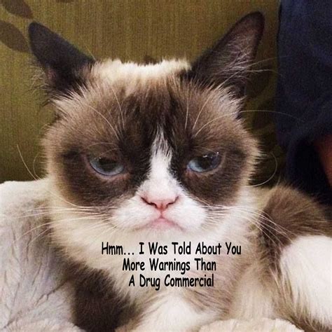 More Grumpy Cat Memes By Gary Grumpy Cat Humor Grumpy Cat Grumpy
