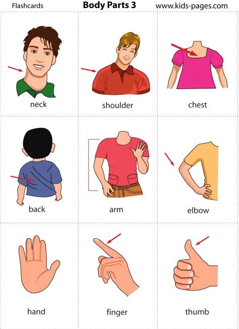 Match words and pictures (matching exercise) and write the wo. ENGLISH LESSONS - Children: LESSON 3 - Body Parts