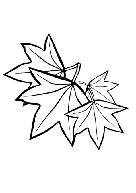 Maple Leaf Image Coloring Page : Kids Play Color