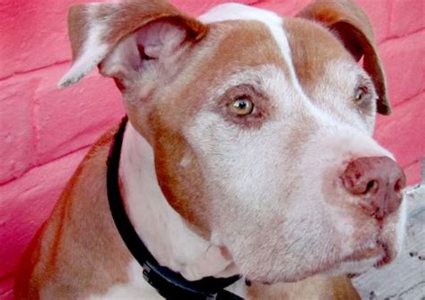 Shorty Rossi Pitbull, Geisha | Pitbulls, American pitbull terrier, Old dogs