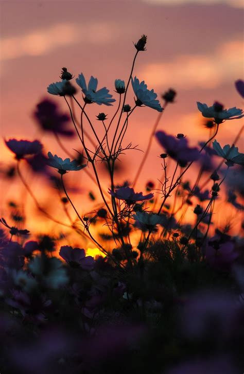 Flowers At Sunset Wallpapers Wallpaper Cave