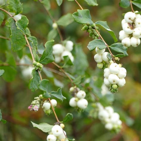 Symphoricarpos Albus Common Snowberry Satinflower Nurseries