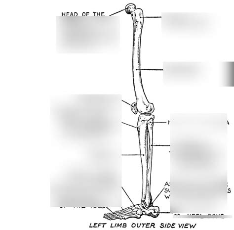 Leg Bones Quiz Diagram Quizlet
