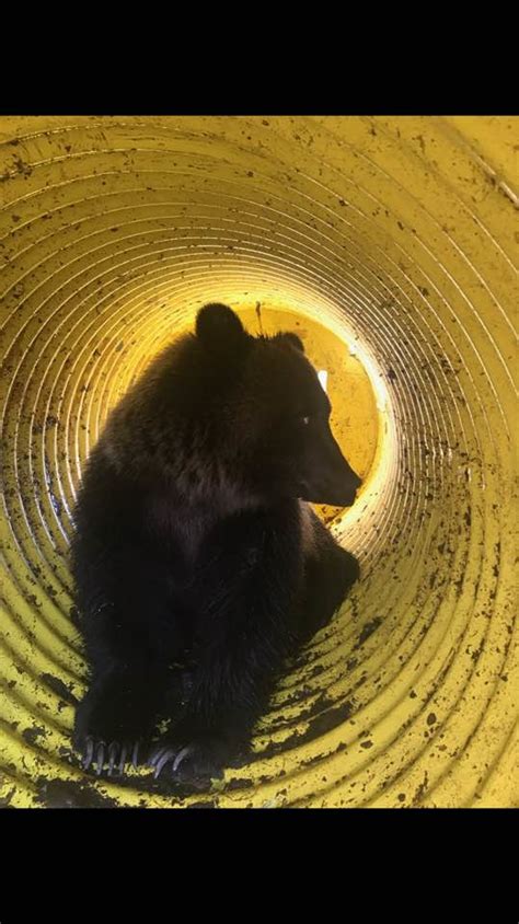 A First Grizzly Bear Trapped On Bitterroot Valley Golf Course