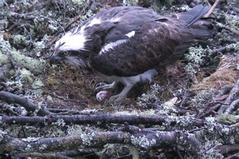 Osprey Lays 62nd Egg At Perthshire Nest It Has Returned To For 20 Years Daily Record